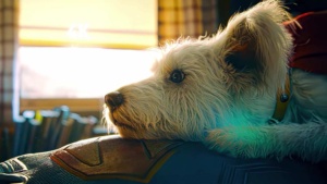 AK-2025-09-23T220058.53 Krypto The Superdog 4K Twixtor